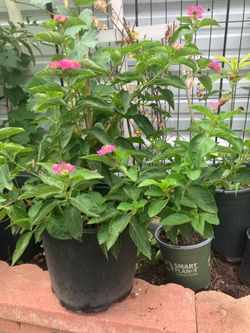 Lantana plant