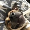 Dillon