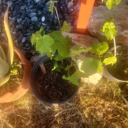 Planta De Uva