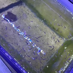 Fake Green Terror Fish supply 