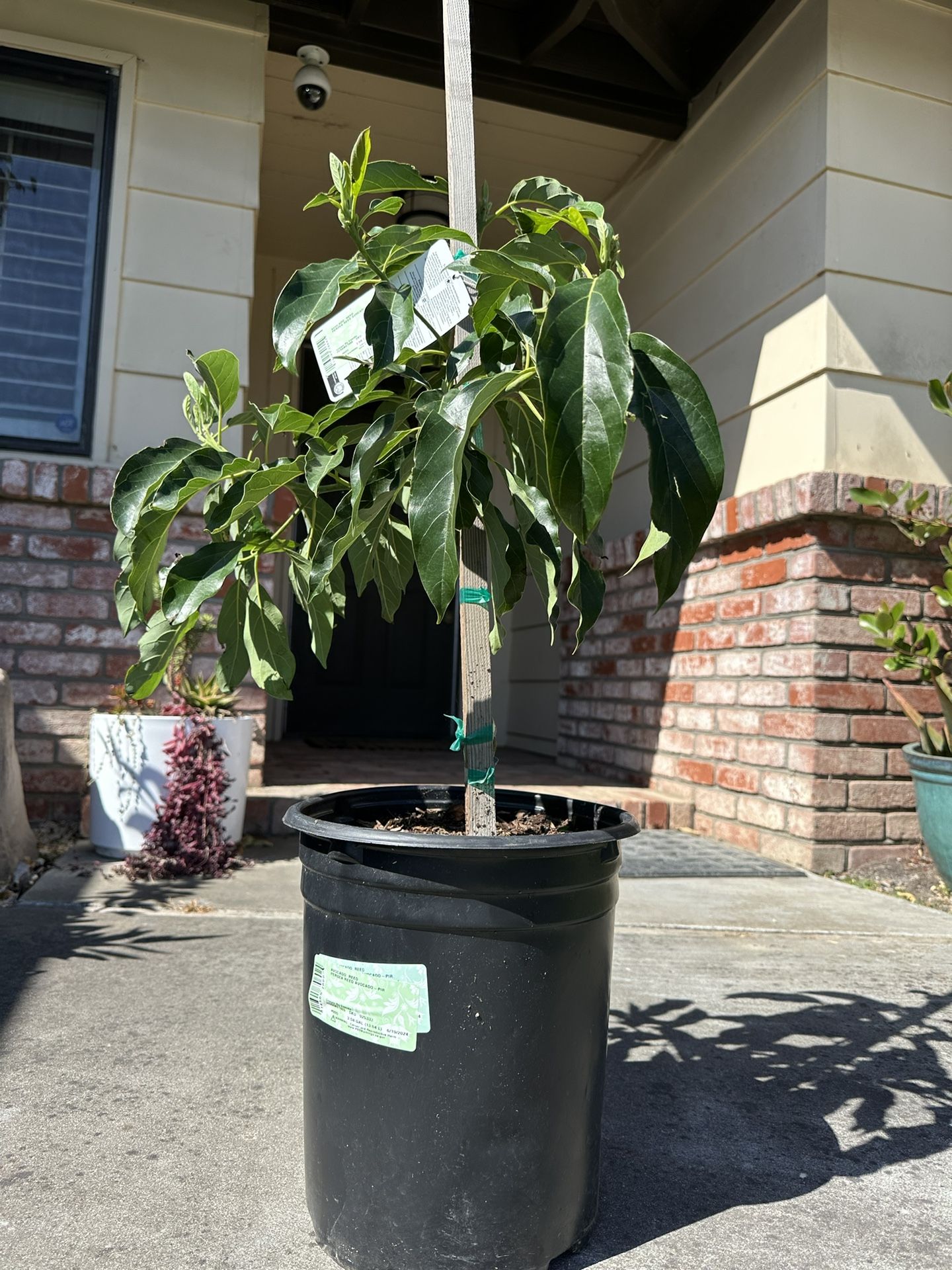 Avocado Tree - Reed Avocado - Grafted And HEALTHY