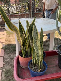 Plantas de chile,palmeros,aloe,lengua de suegra , many more