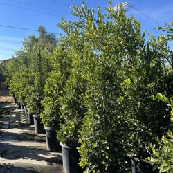 Indian Laurel Columns, Ficus nitida ‘Columns’ , Ficus tree, shade or Hedge and privacy 15gal Size