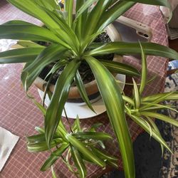 Big Spider Plant In Blue Porcelain Pot 