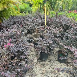 Loropetalum