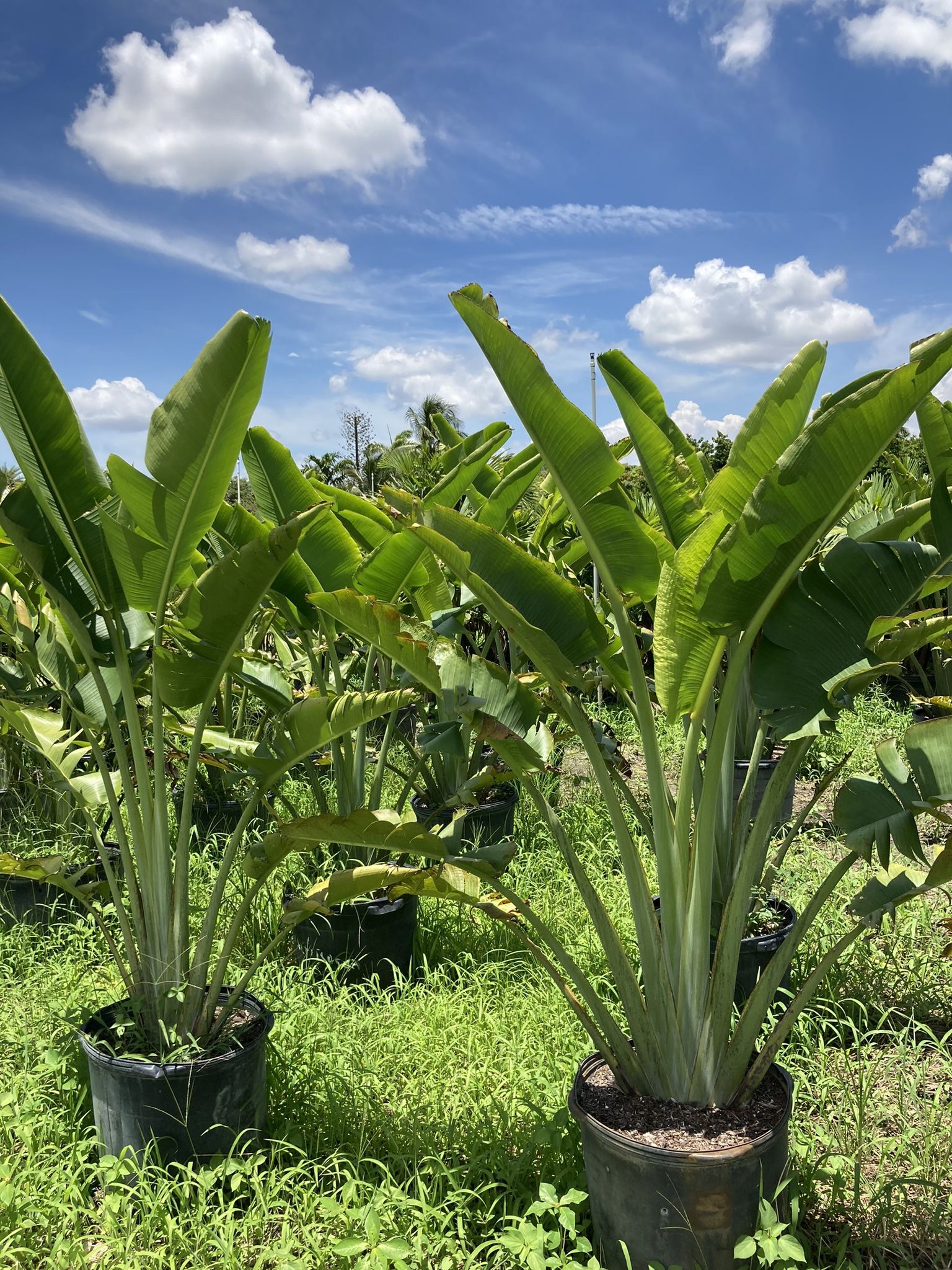 Traveler Palm Trees
