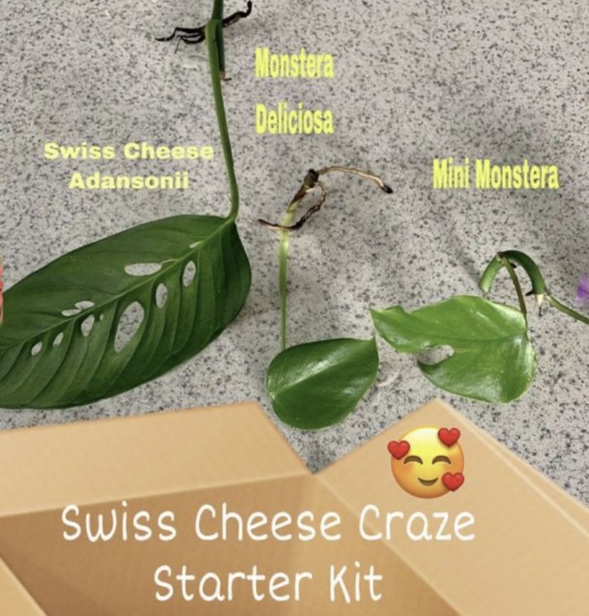 Love the Green Swiss Cheeses?