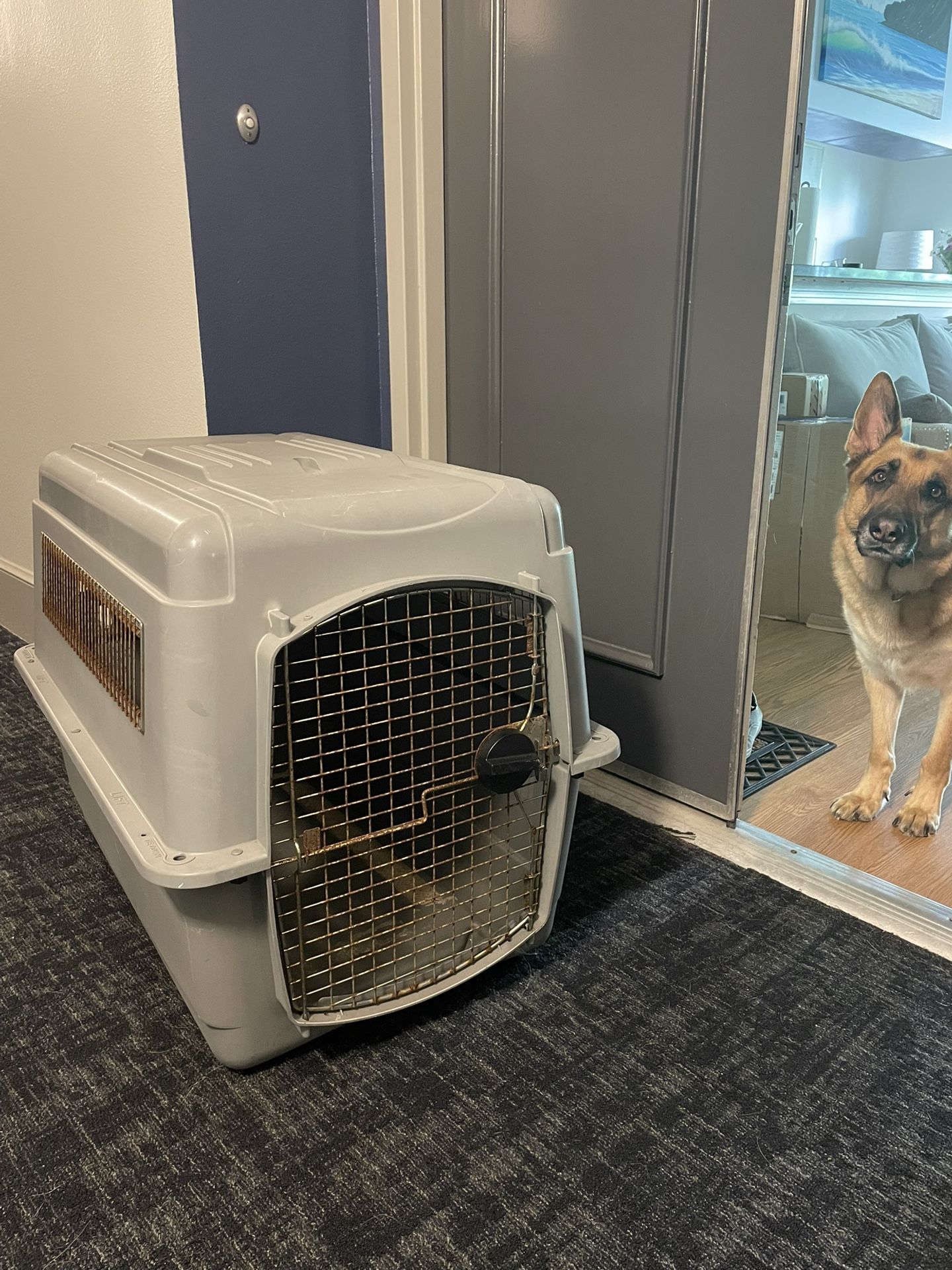 Dog Crate / Kennel