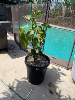 Figo preto fig tree