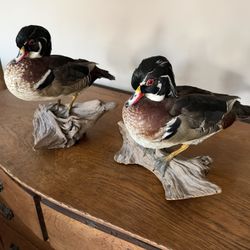 Taxidermy (Wood Duck)