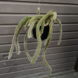 8” monkey tail cactus about to bloom