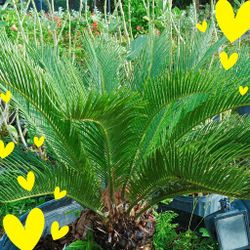 Beautiful Sago Palm 🌴🌴 25gl $225