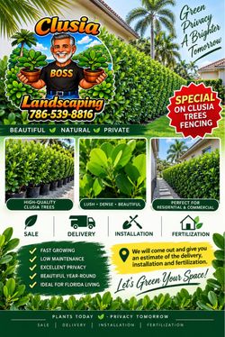 Clusia plants