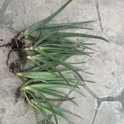 Aloe Vera 