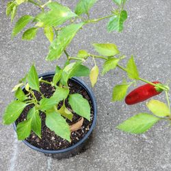Jalapeños Plant