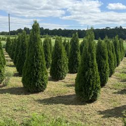 Privacy Tree Sale FREE DELIVERY! Emerald Green & Green Giants 