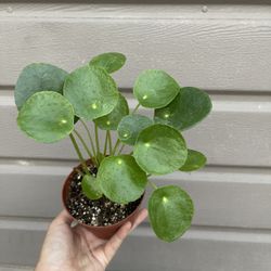 4” Pilea Money Plant