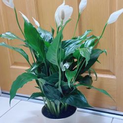 Beautiful Peace Lily 