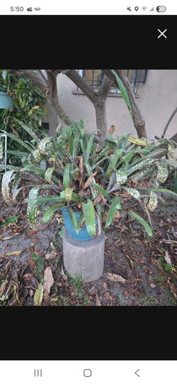 Free bromeliad