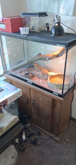 Reptile tank set up bearded dragon aquarium