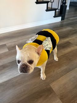 Dog bumblebee costume - medium