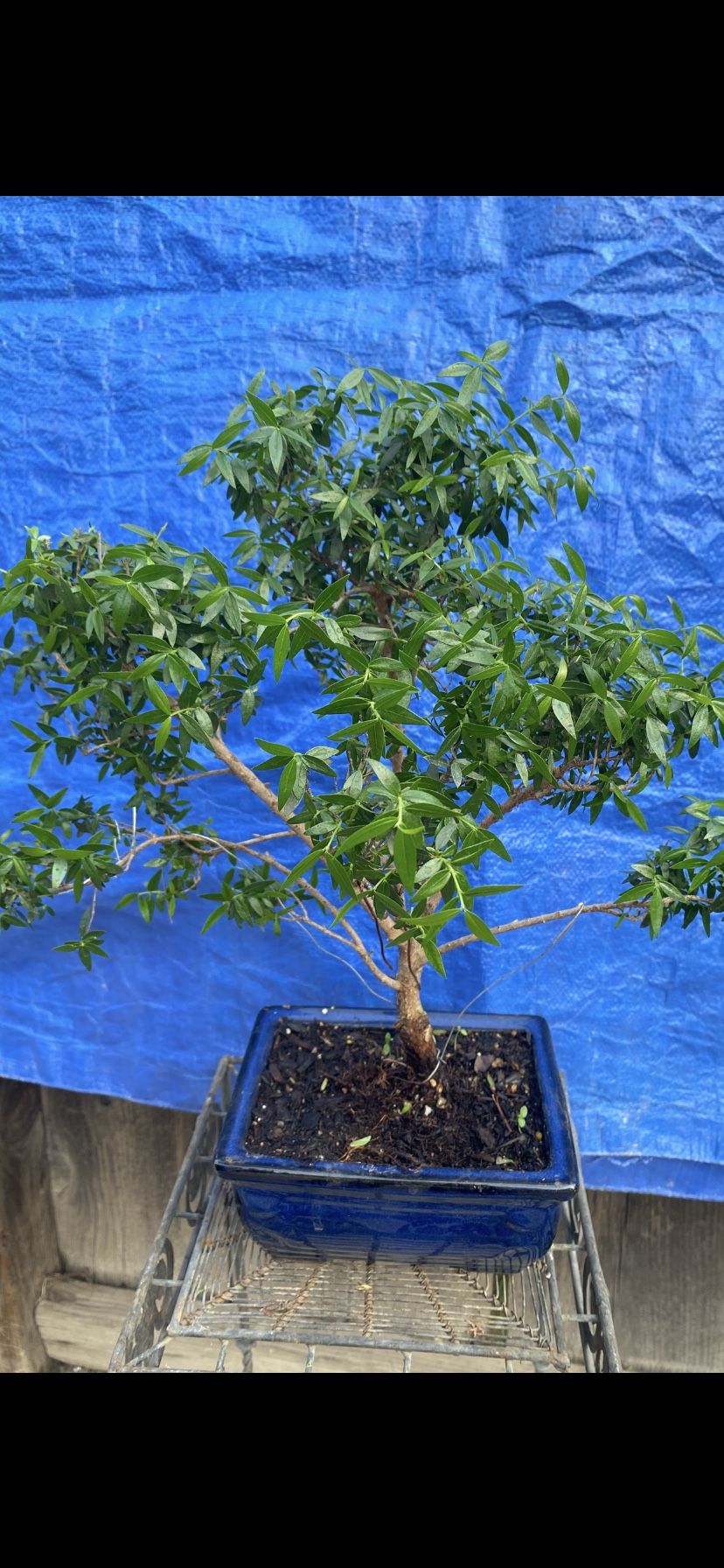 Bonsai Plant For Sale $60 Each Olive Trees