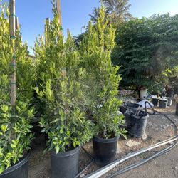 Se Vende Plantas