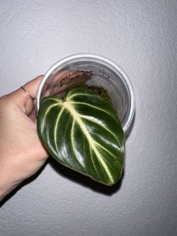 Philodendron Gloriosum Zebra