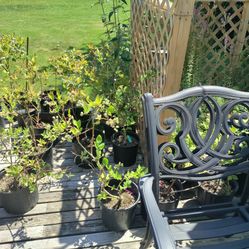 Blueberry Plants 