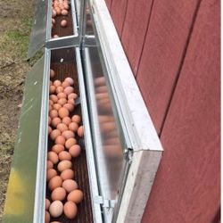 Fresh Daily Picked Chicken Eggs!!