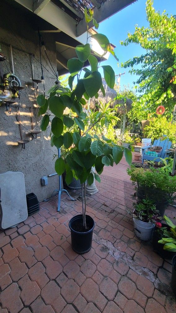 Cherimoya Fruit Tree 4ft7ft in 5gal starts 30 70 for Sale in