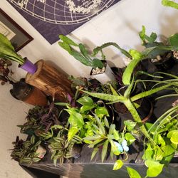 Plants. Cactus.  Succulents.  $3 Each