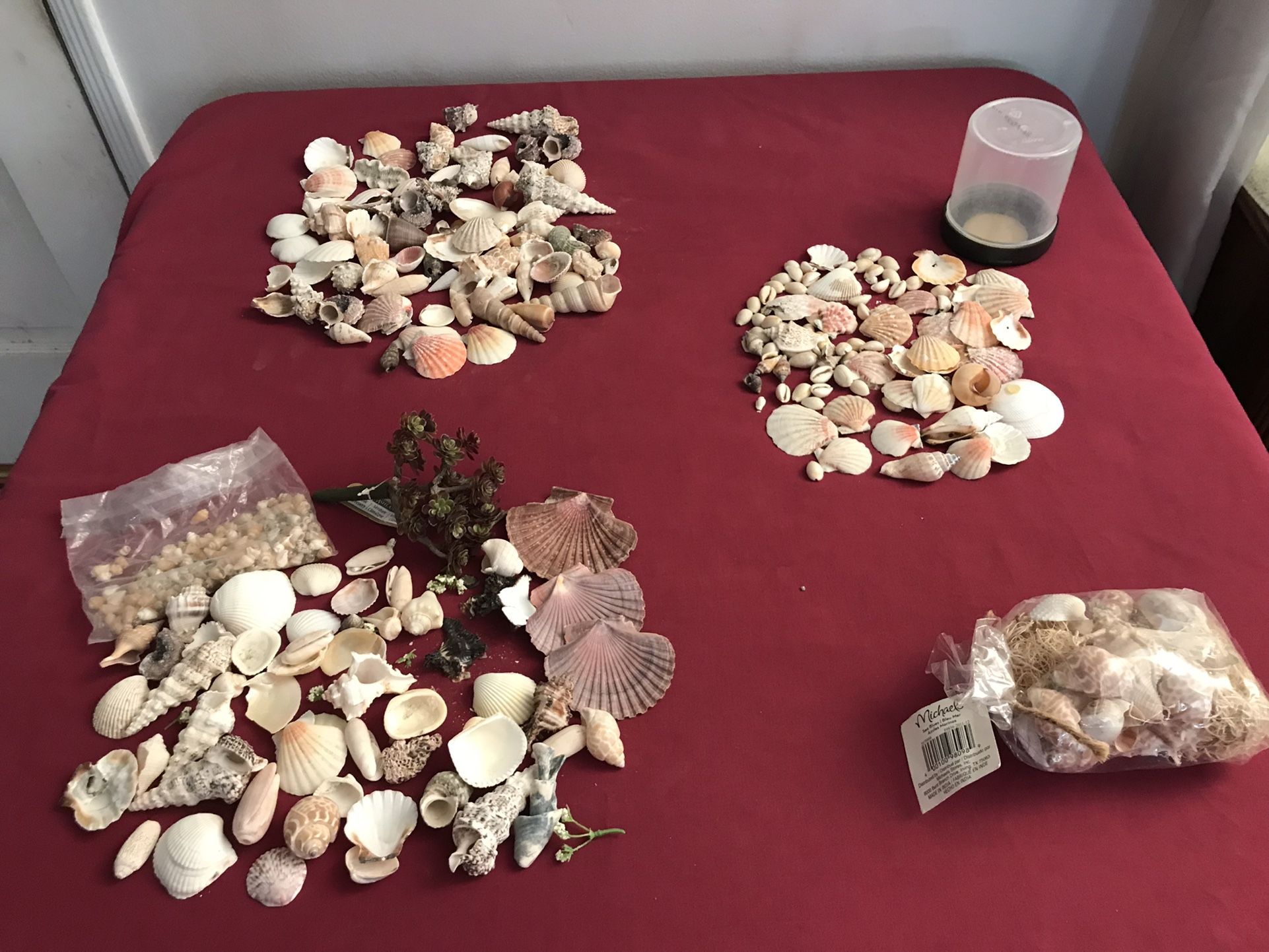 Sea Shells, Misc Sizes and Shapes