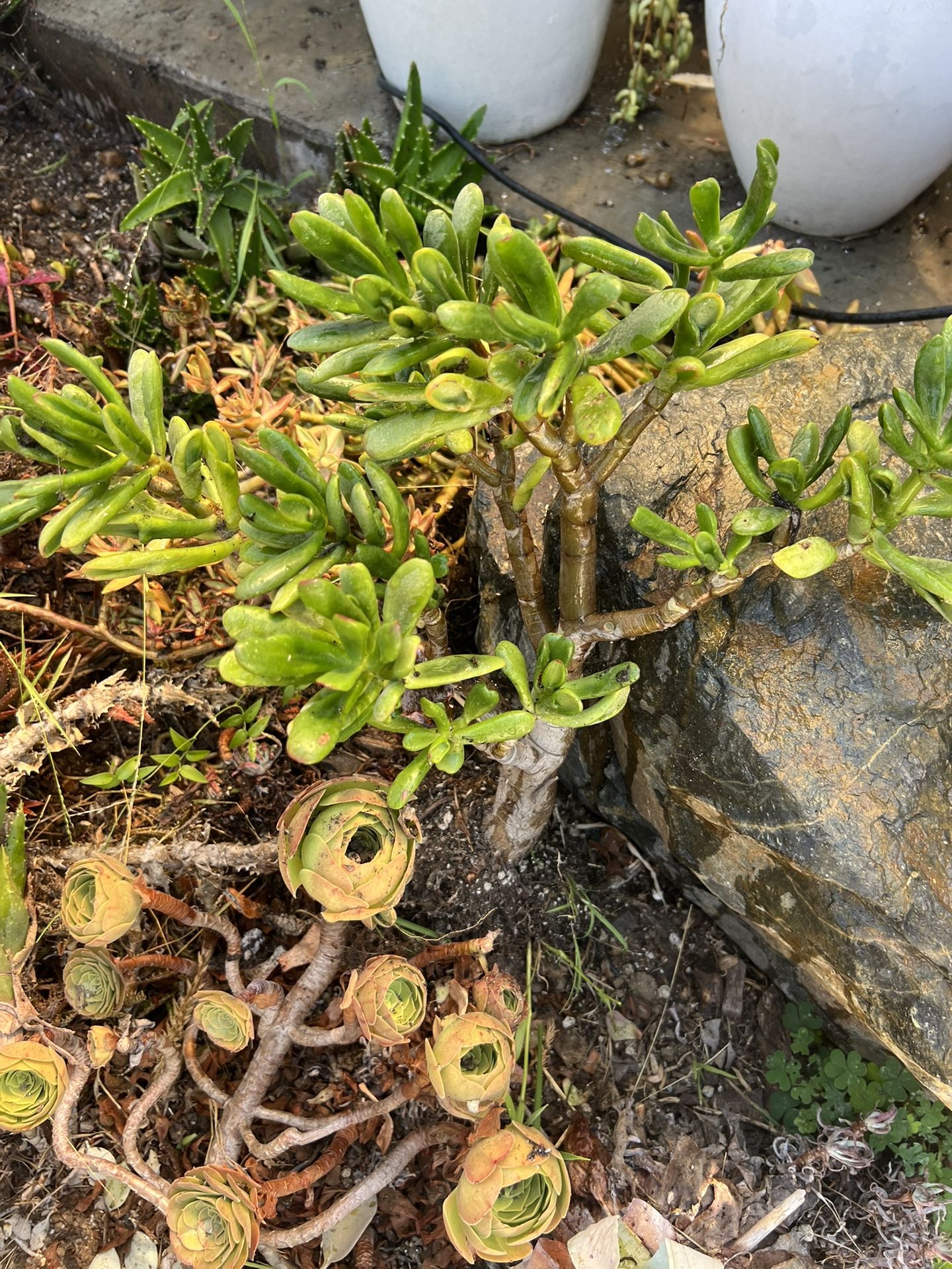 Gollum Jade Succulent