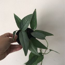 Beautiful Cebu Blue Pothos Plant
