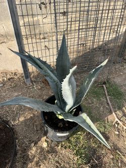 Agave Plants