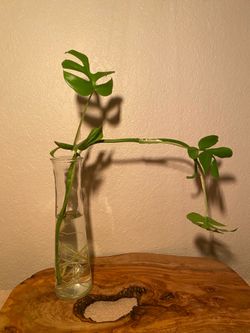 Mini Monstera Cutting (Rhaphidophora Tetrasperma) – Rooted