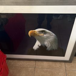 american eagle photo