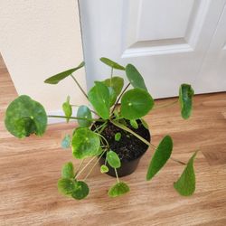 Pilea chinese Plant 