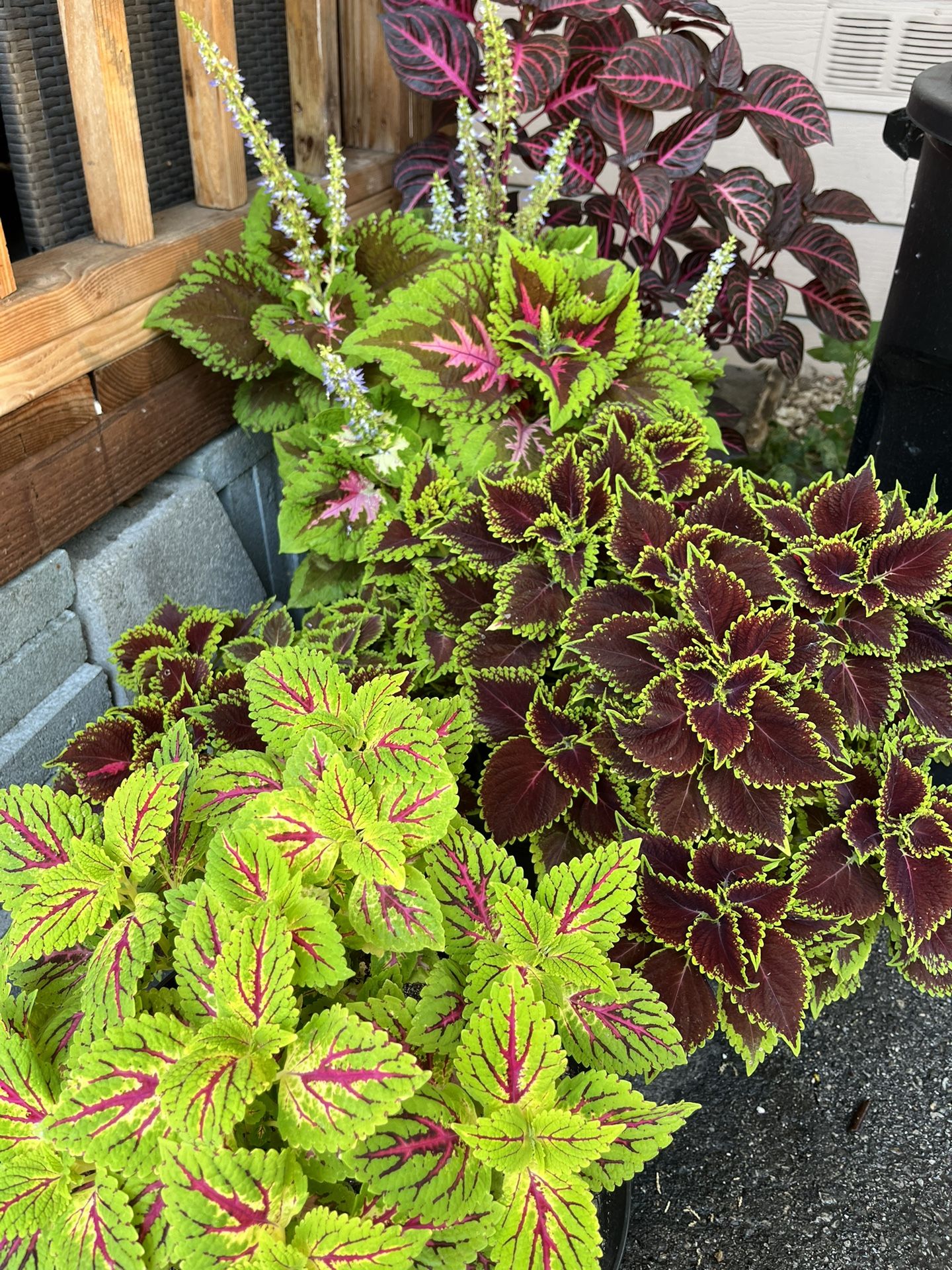 Vibrant Beautiful Plants