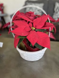 White Pointsettia Basket