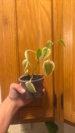 Rubber tree plant