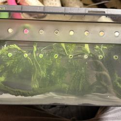 Baby Crested Gecko Tub