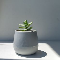 Rare Hookeri Succulent Plant/ House Plant/ Indoor Plant 
