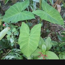 Elephant Ear Potted Plant Landscape Plant
