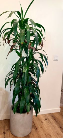 Dracaena Janet Craig Cane - Live Plant