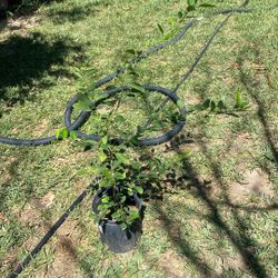 Árbol De Limon $20.00