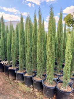 Italian cypress 15 gal 7-8 feet when plamted
