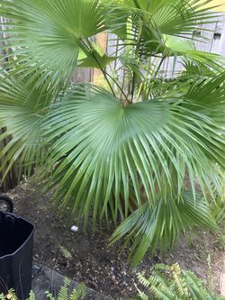 Palm tree with decorative pot