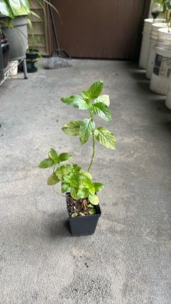 Mint Plant  for free